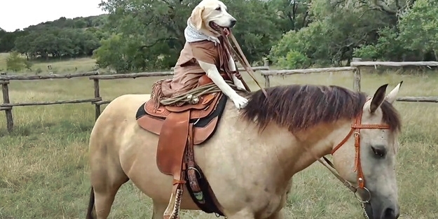 At binmeyi öğrenen köpek hayrete düşürdü
