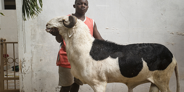 At boyundalar! 'Koyunların kralı' 70 bin dolara alıcı buluyor
