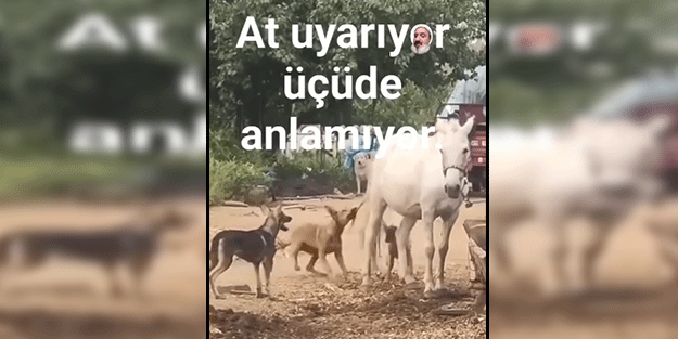 At kendisini rahatsız eden köpeklere uzun süre sabretti! Sabrı taşınca da olanlar oldu