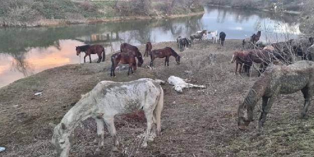 At kesiliyor ihbarı jandarmayı harekete geçirdi