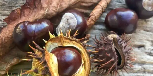 At kestanesi yağının hiç duyulmamış faydaları: