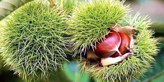 At kestanesi nelere iyi geliyor? At kestanesinin inanılmaz faydaları