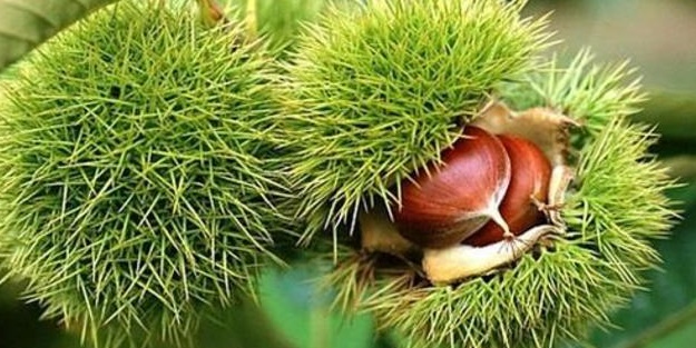 At kestanesi zehirlidir ve yenmez ama..