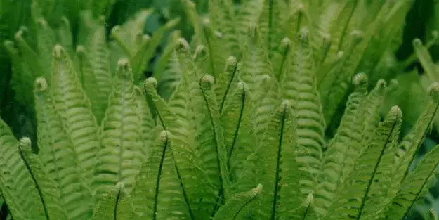 At kuyruğu otu nedir? At kuyruğu otunun faydaları: Herkesin derdine deva olacak kürü var... Bakın ne!