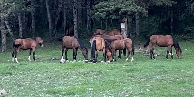 At Yaylası yeşillenen otlaklarıyla misafirlerini ağırlıyor
