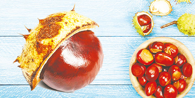 Ata 1 ise insana sayısız faydası var