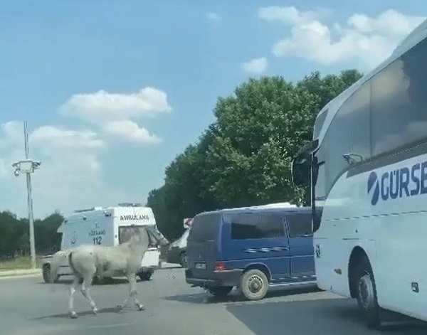 Ata böyle eziyet ettiler!