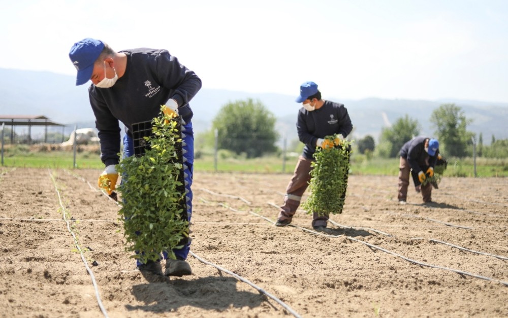 Ata tohumları toprakla buluşmaya devam ediyor 