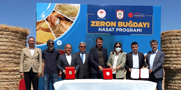 Ata tohumu Zeron buğdayı hasadı yapıldı