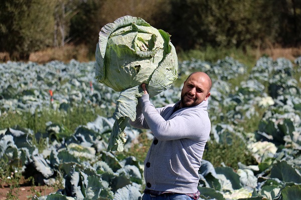 Ata tohumundan üretildi! Tanesi 40 kilo