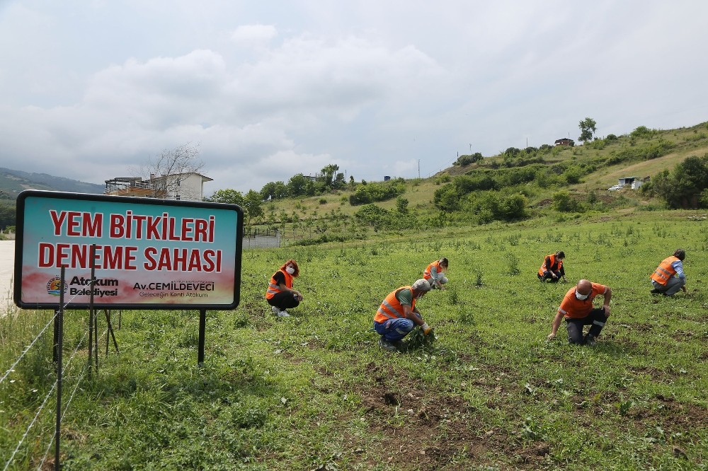 Atakum’da belediyenin atıl arazisi ’tarım okulu’ oldu 