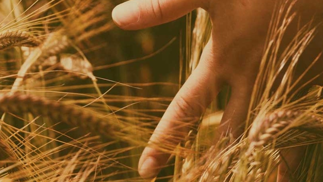 “Atalık Ahmet Buğdayı”nın 2 bin yıllık mirası, Duru Bulgur’la nesillere aktarılıyor