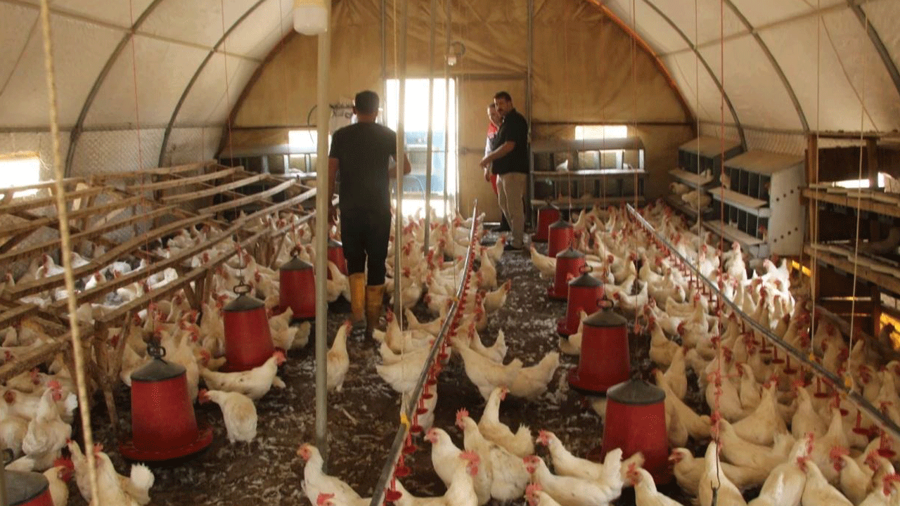 Atanamayan öğretmen yumurta kralı oldu: Siparişlere yetişemiyor!