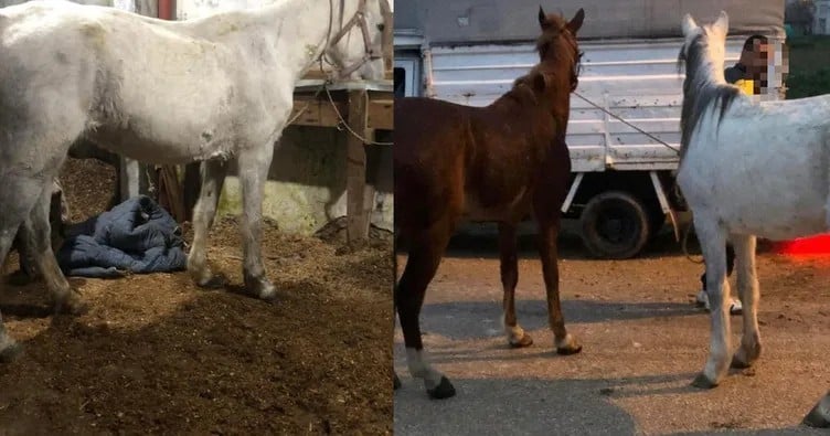 Ataşehir’de korkunç iddia ortaya çıktı! Depoda at kesimi yapanlara operasyon