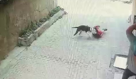 Ataşehir'de pitbull cinsi köpeğin çocuğa saldırdığı anlar kamerada