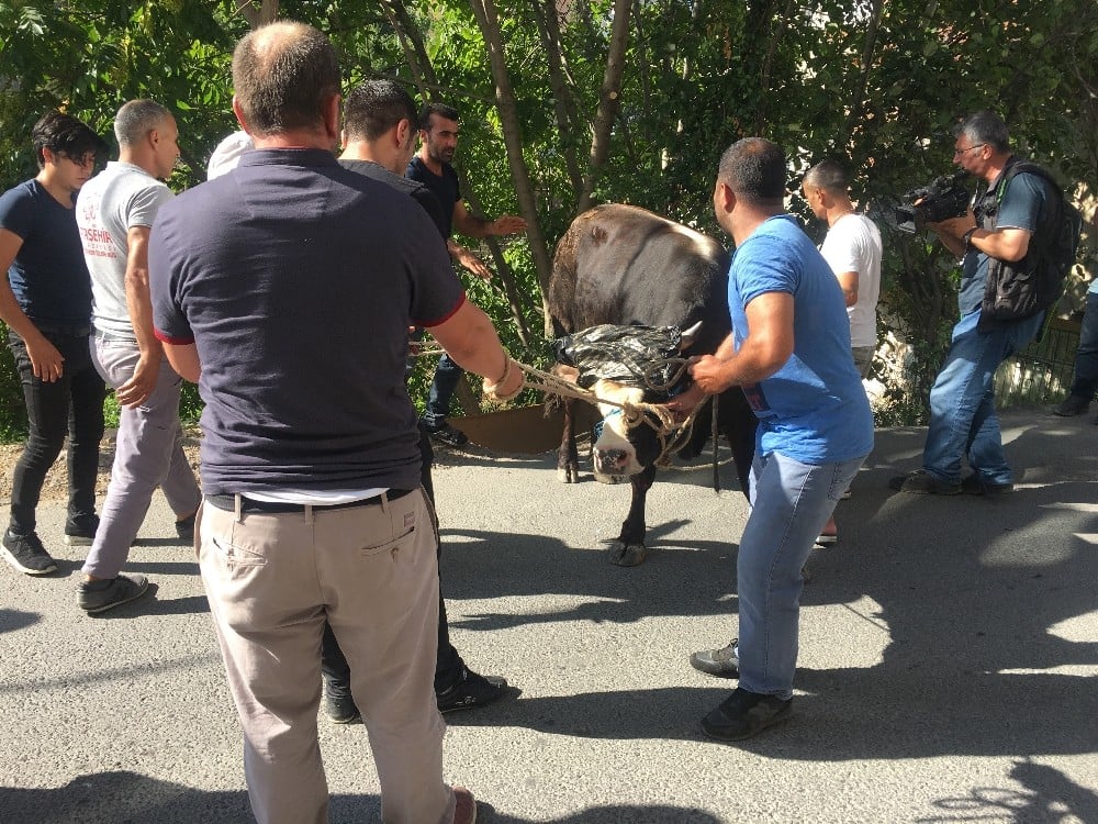 Ataşehir’de sahibinin elinden kaçan kurbanlık dana zor anlar yaşattı 