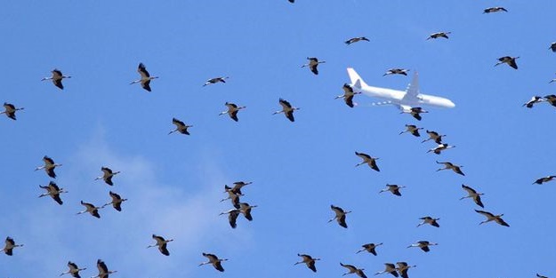Atatürk Havalimanı'nda alarm! Pilotlar birbirini uyarıyor