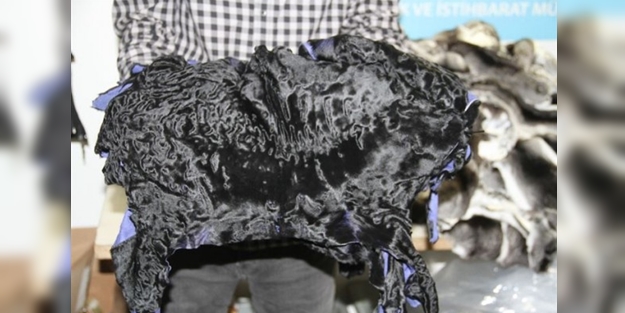 Atatürk Havalimanı'nda kaçak kürk yakalandı