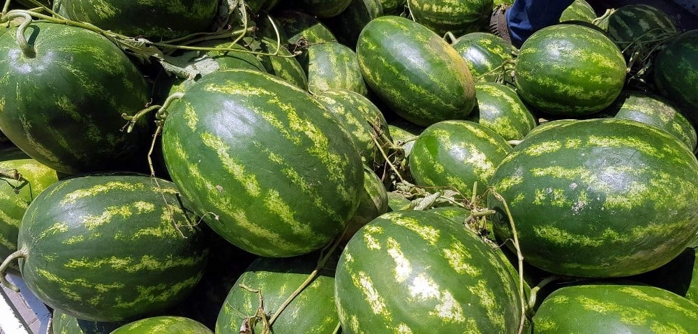 Atça karpuzu Almanya yolcusu 
