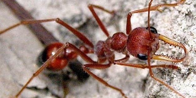 Ateş karıncaları Avustralya'yı istila ediyor