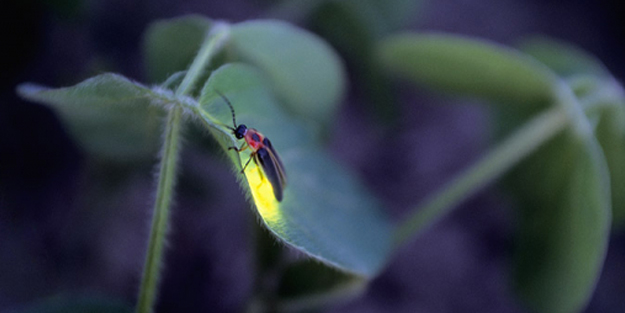  Ateşböcekleri nasıl ve neden ışık yayar? Bunu duyan yok artık diyor!