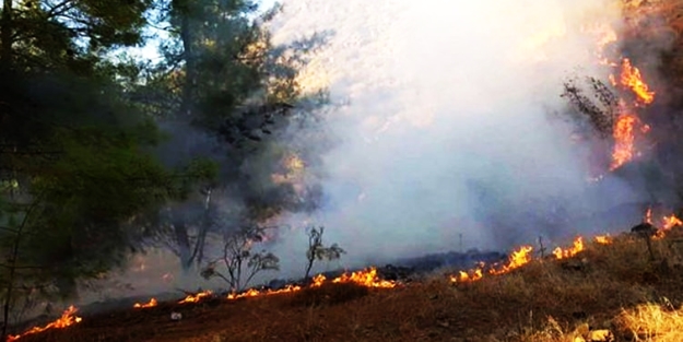 Ateşle oynarken ormanı yaktılar