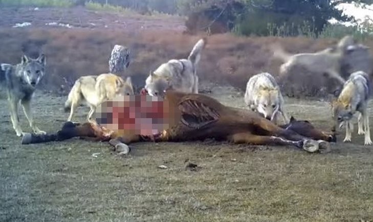 Atı saniyeler içinde... Bu görüntüler Türkiye'de çekildi!