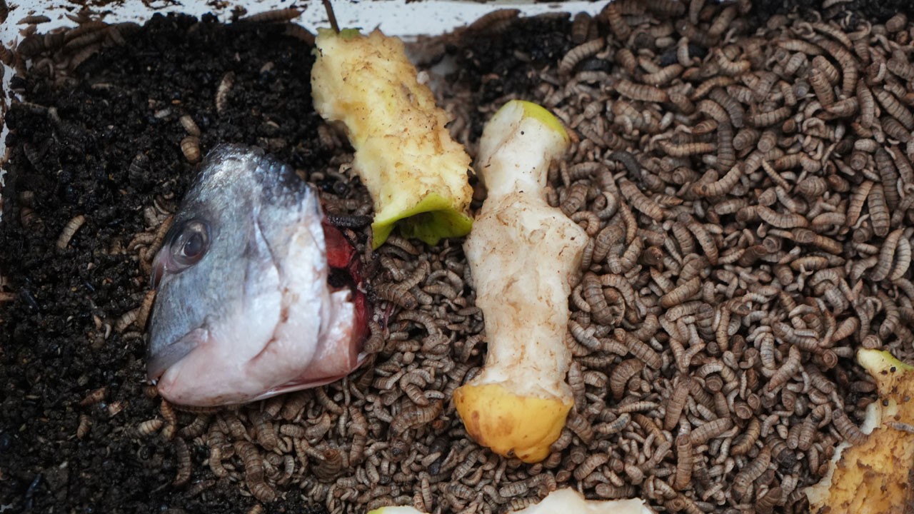 Atığı yiyor, doğayı kurtarıyor! Böcek değil geri dönüşüm uzmanı