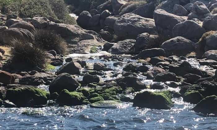 Atık sular doğaya bırakılıyor! CHP’li belediye Bodrum’u kirletiyor