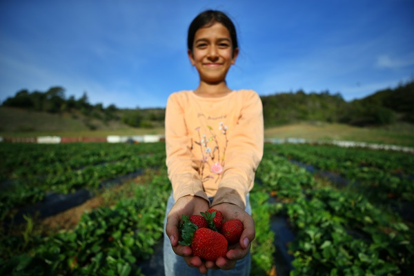 Atıl araziyi devlet desteğiyle çilek bahçesine dönüştürdü