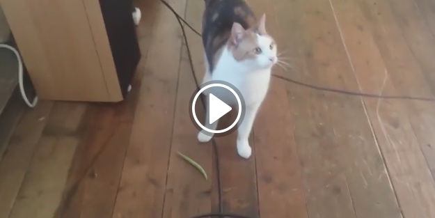 Atılanı getiren 'köpek gibi' kedi!