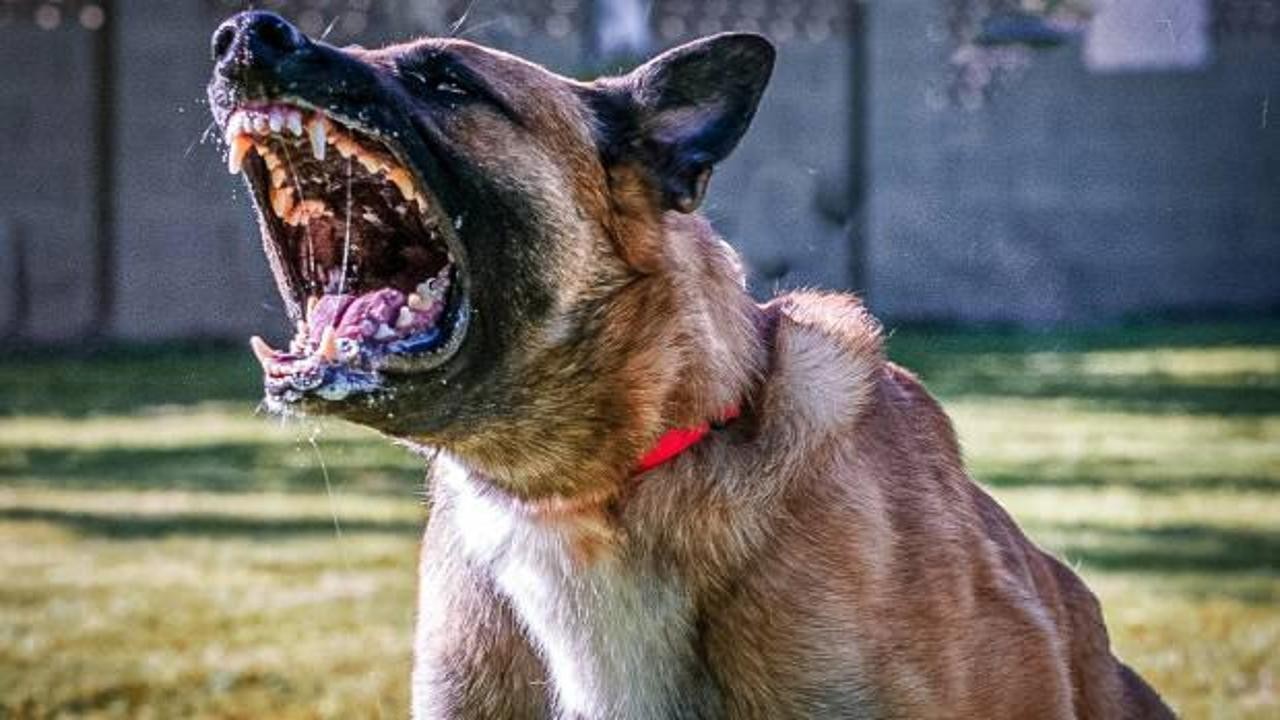 Atilla Yayla tek tek saydı! İşte ‘köpekperestlerin’ akıl ve mantık dışı argümanları