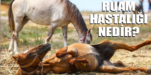 Atlarda görülen ruam hastalığı nedir? Ruam hastalığı insanlara bulaşır mı?