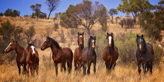 Atları da helikopterle vuracaklar!