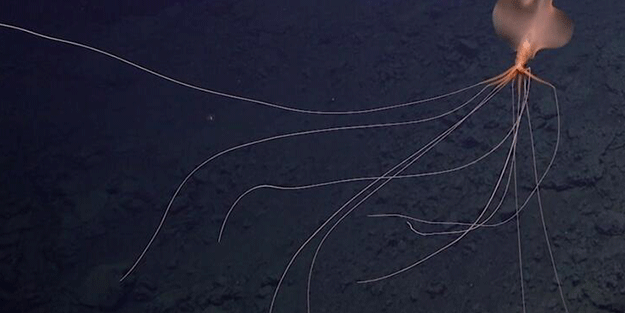 Atlas Okyanusu'nun derinliklerinde görüntülendi