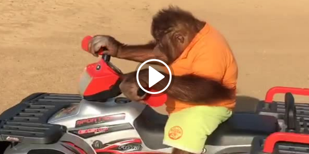 ATV'ye binen Orangutan!