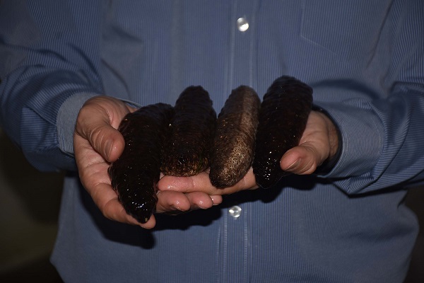 Av baskısı sebebiyle azalıyorlar!