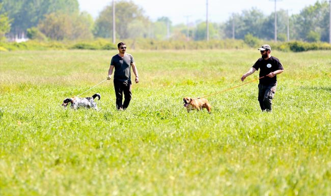 Av köpekleri hünerlerini sergiledi