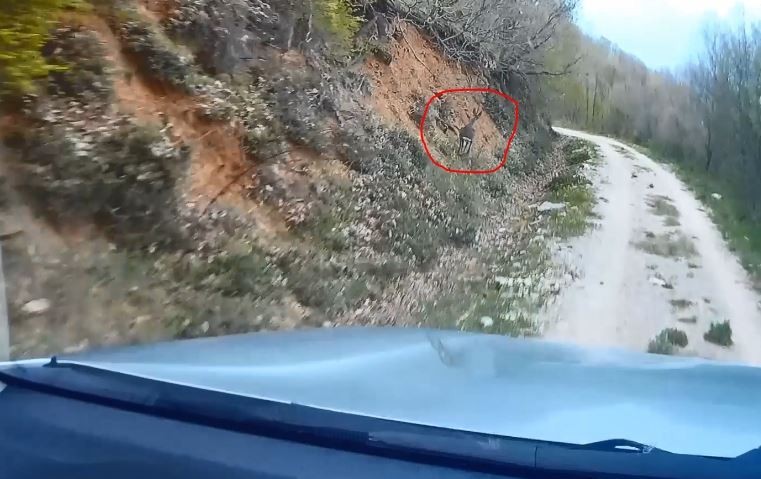 Av koruma çalışmaları esnasında ekiplere yakalanan Karaca’nın kaçış anları kamerada 