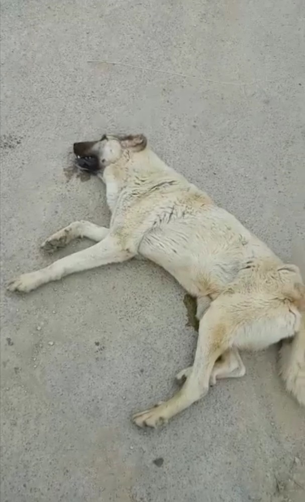 Av tüfeği ile vurulan köpeğin failinin bulunulması isteniyor 