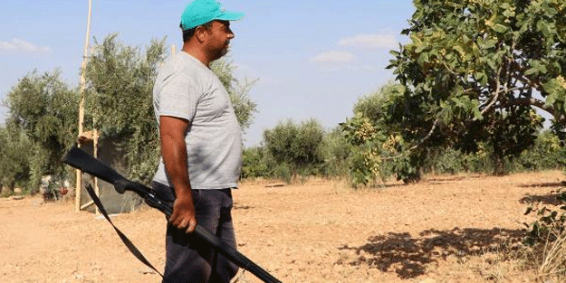 Av tüfekleriyle 24 saat 'yeşil altın' nöbeti! Hırsızlara göz açtırmıyorlar