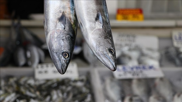 Av yasağı sonrası hangi balık bol olur?
