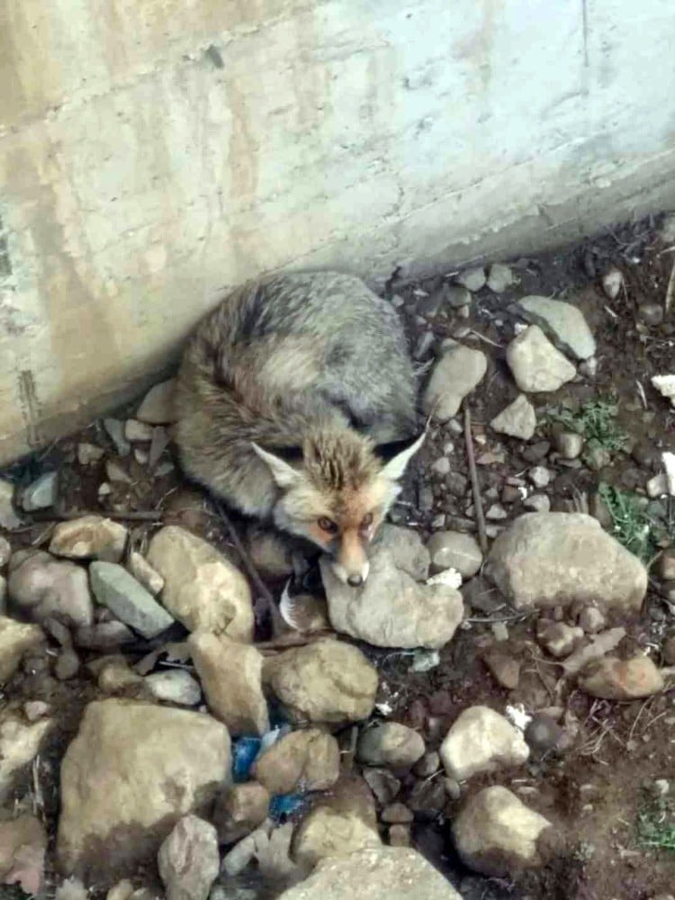 Ava giden tilki avlandı 