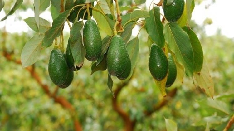 Avakado fiyatları cep yakıyor!