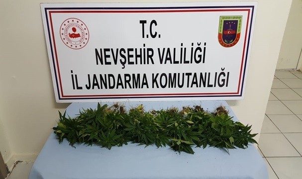Avanos’ta 39 kök Hint keneviri ele geçirildi 