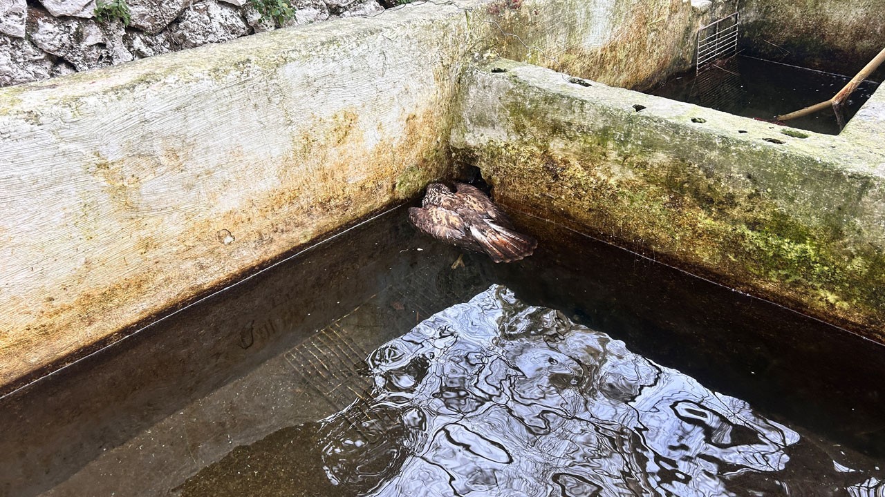 Avcı kuşun talihsiz sonu!