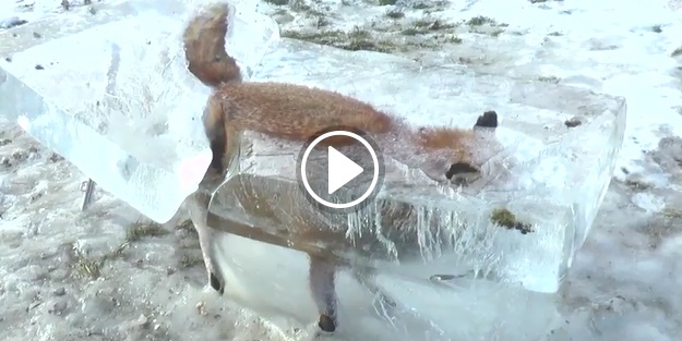 Avcılar bir tilkiyi donmuş kalıp halinde buldu!