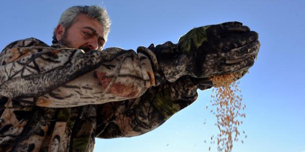 Avcılar keklikler için doğaya yem bıraktı