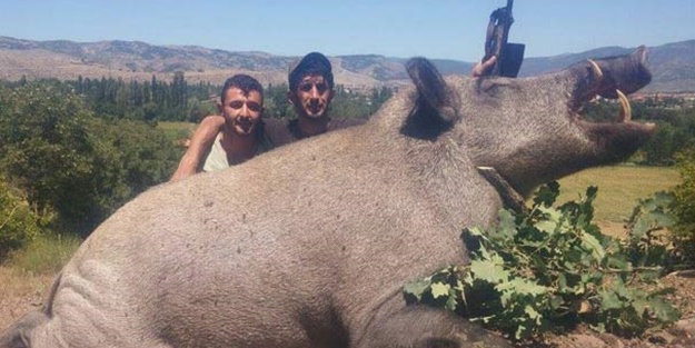 Avcılar vurdu! Tam 350 kilo