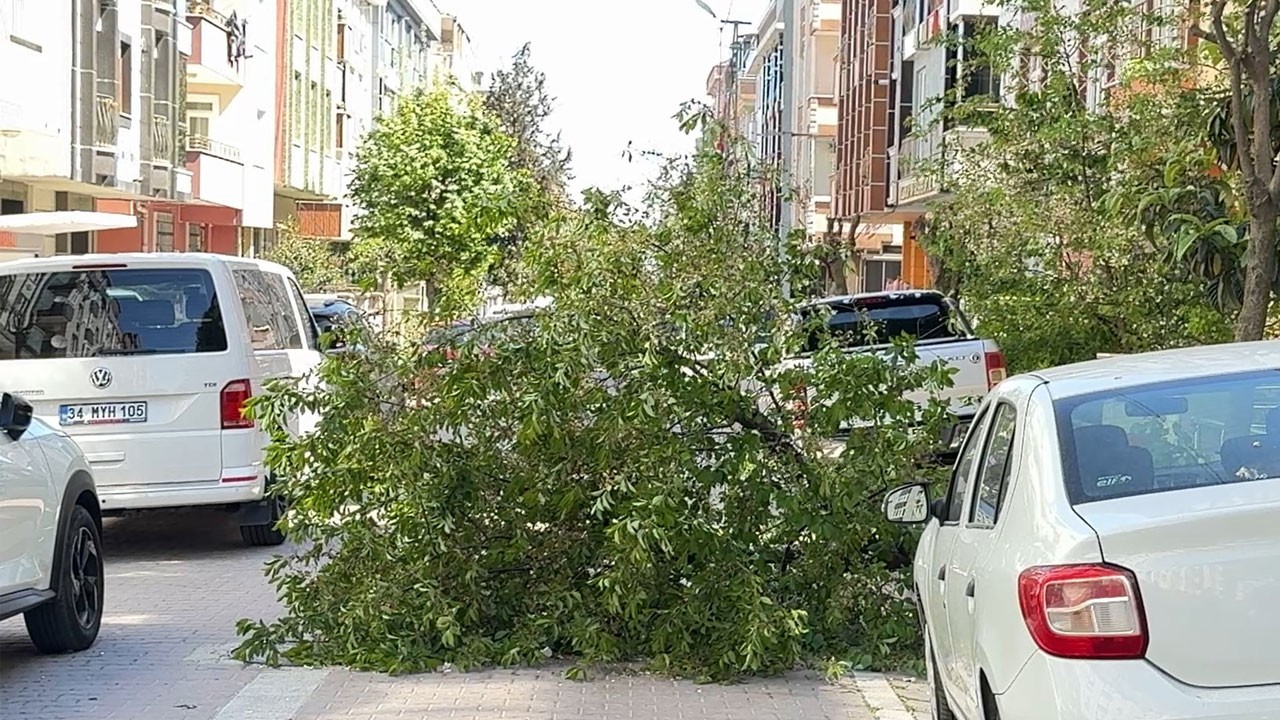 Avcılar'da ağaç rüzgara dayanamadı